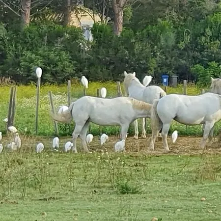 Les Bonbonnettes * Le Cailar